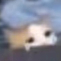 Avatar for Yan Zhuyulin profile